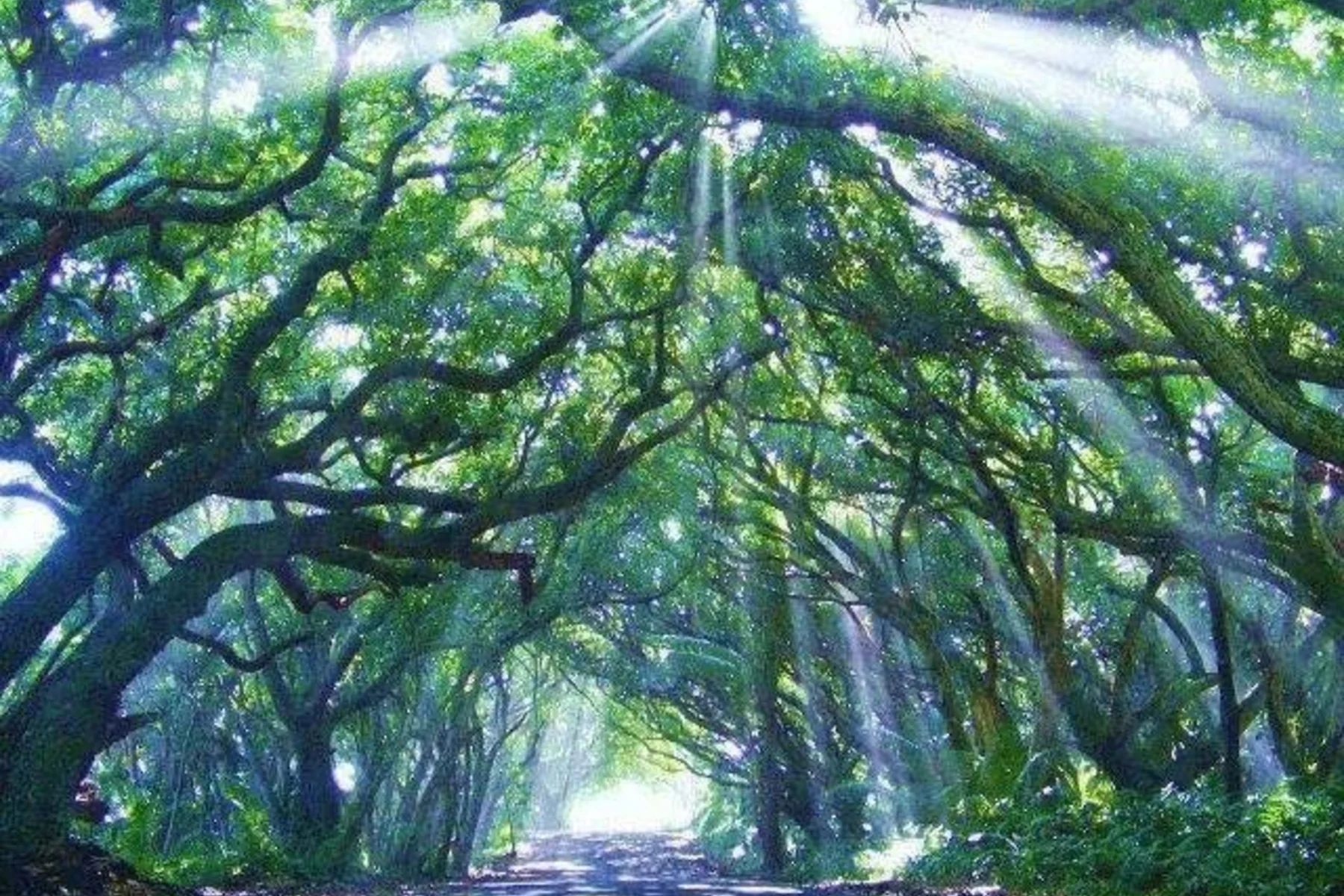 Sunlight filtering through a tree canopy over the Red Road