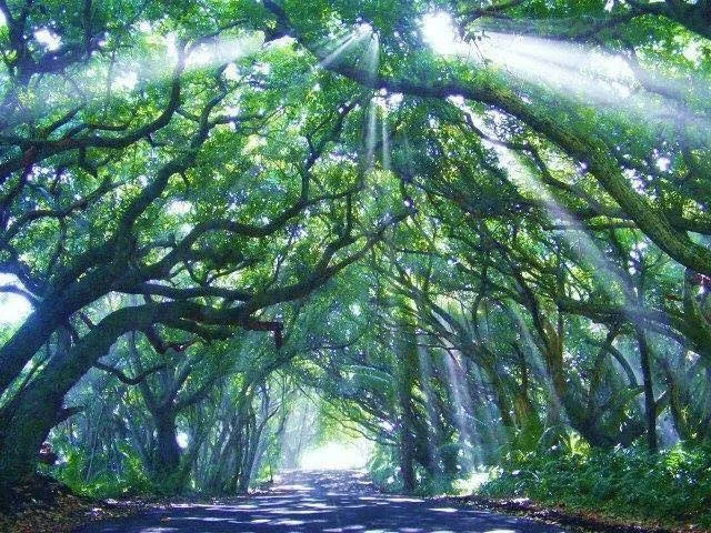 Light through the Red Road canopy