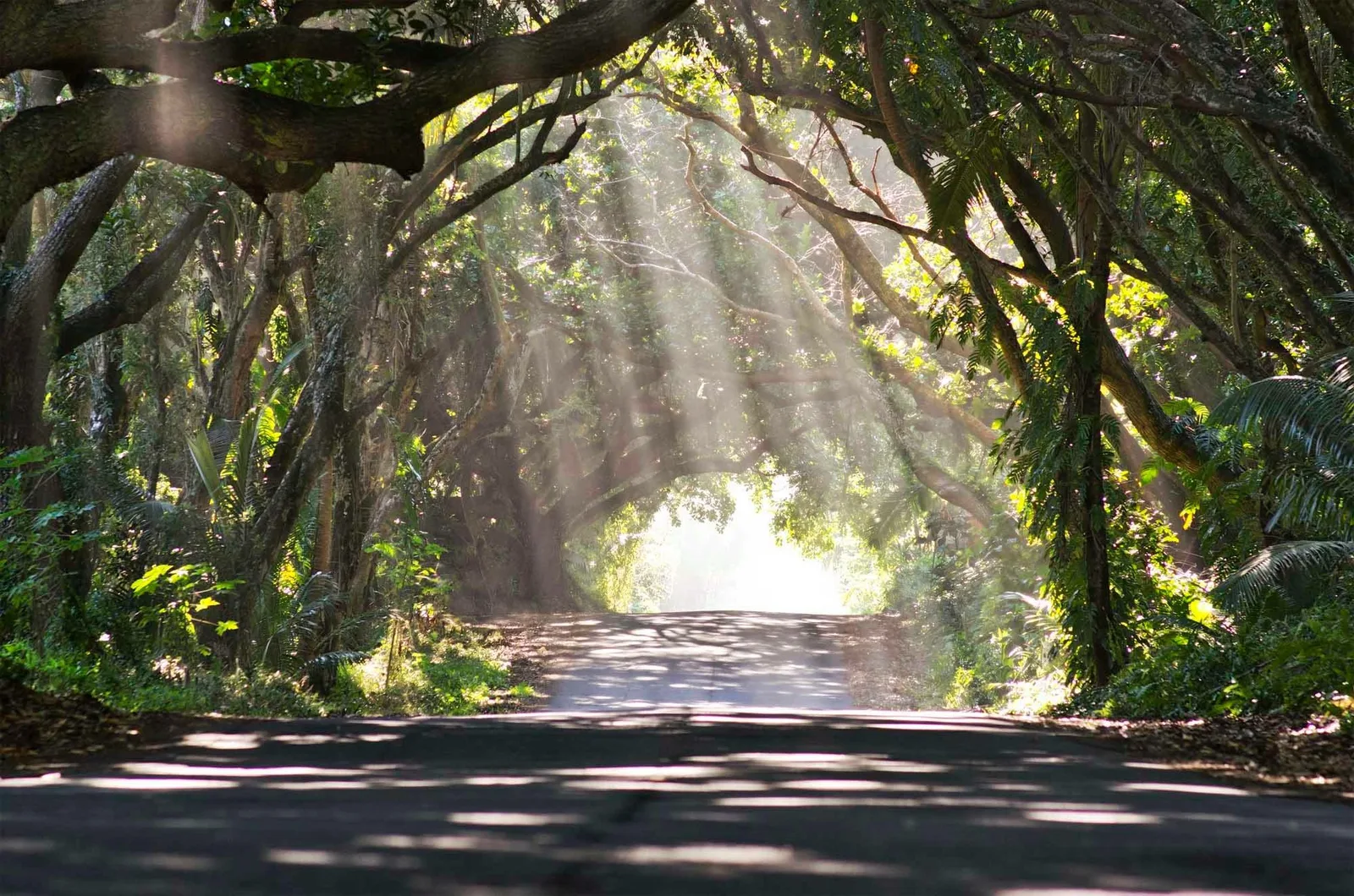 Shaded road beneath the Red Road canopy