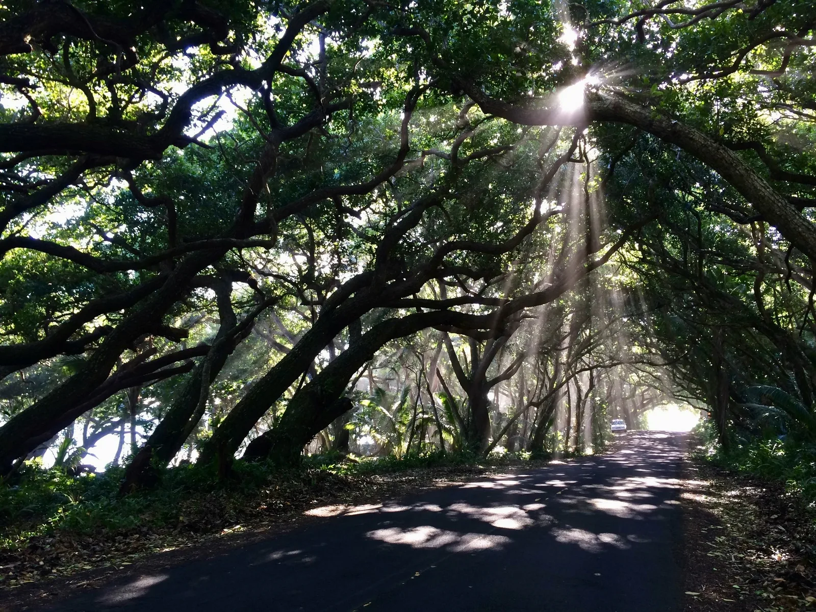 Sunlight through coastal trees