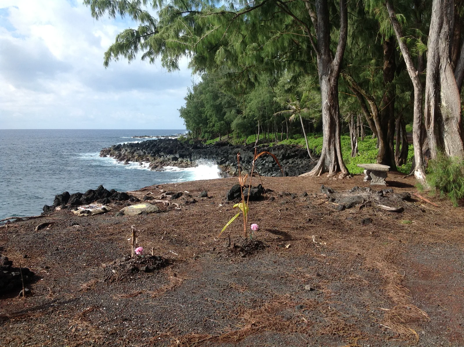 Coastal grove and lava shoreline