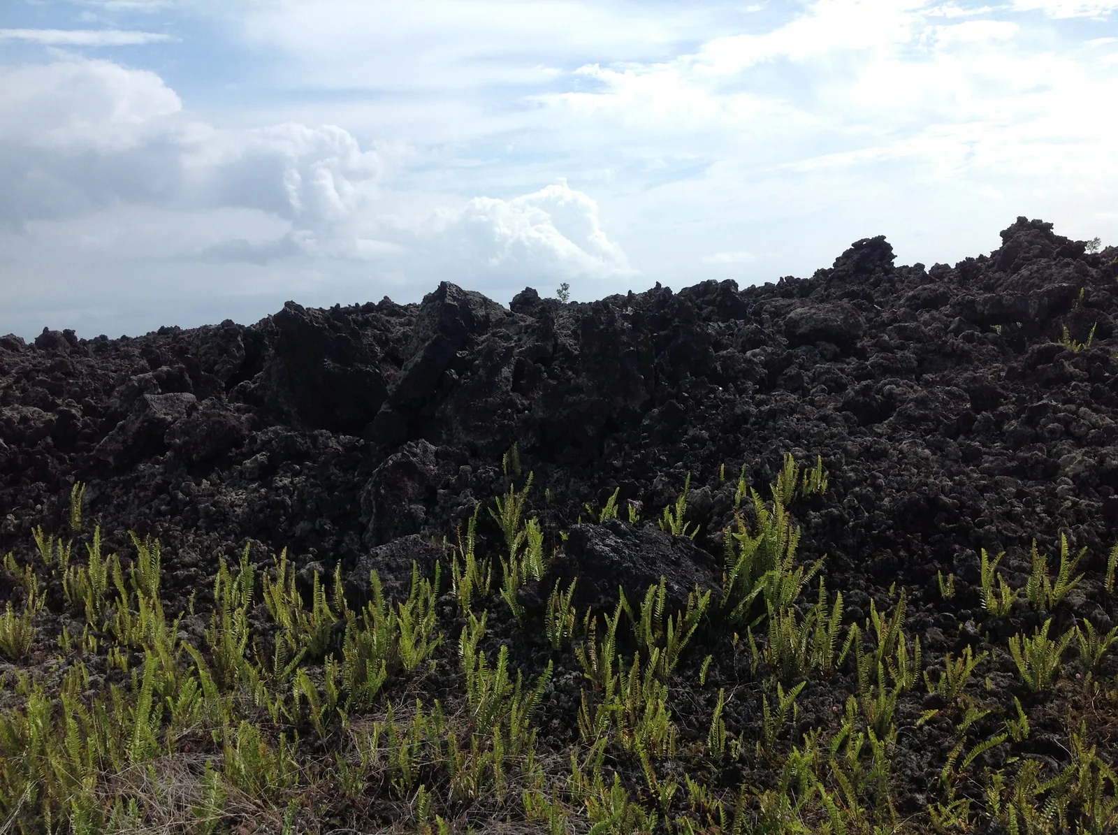 Black lava shoreline along the Red Road