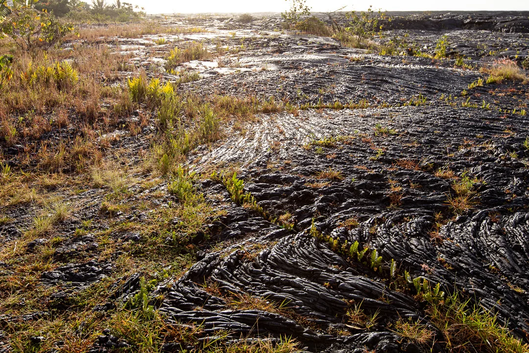 Lava field and new growth along the Red Road