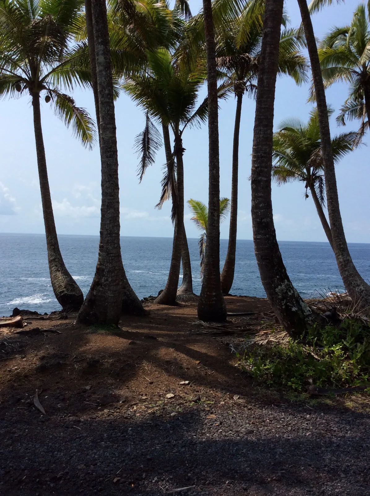 Palm-lined Red Road shoreline