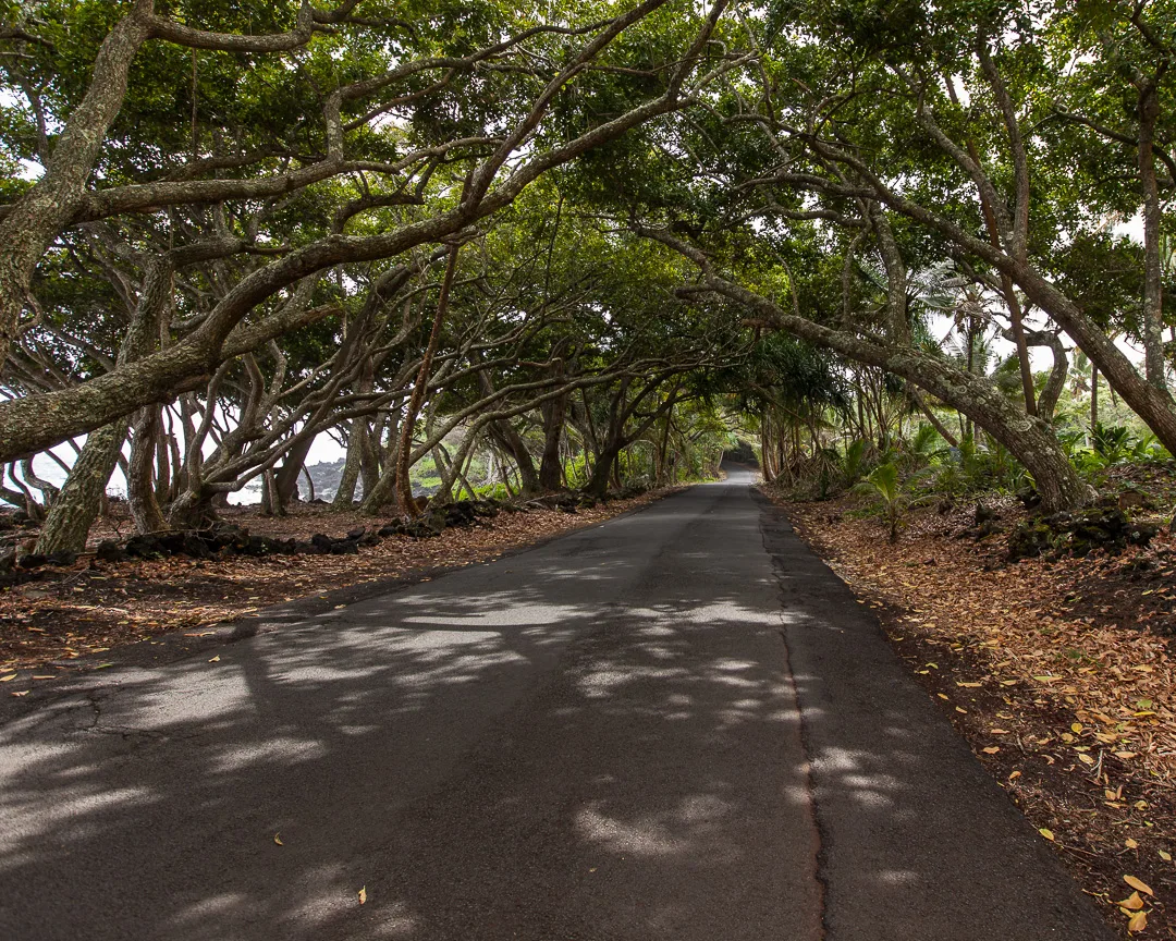 Shaded Red Road lane beneath coastal trees