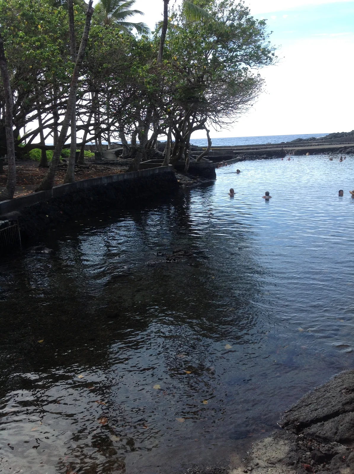 Quiet shoreline water beneath coastal trees