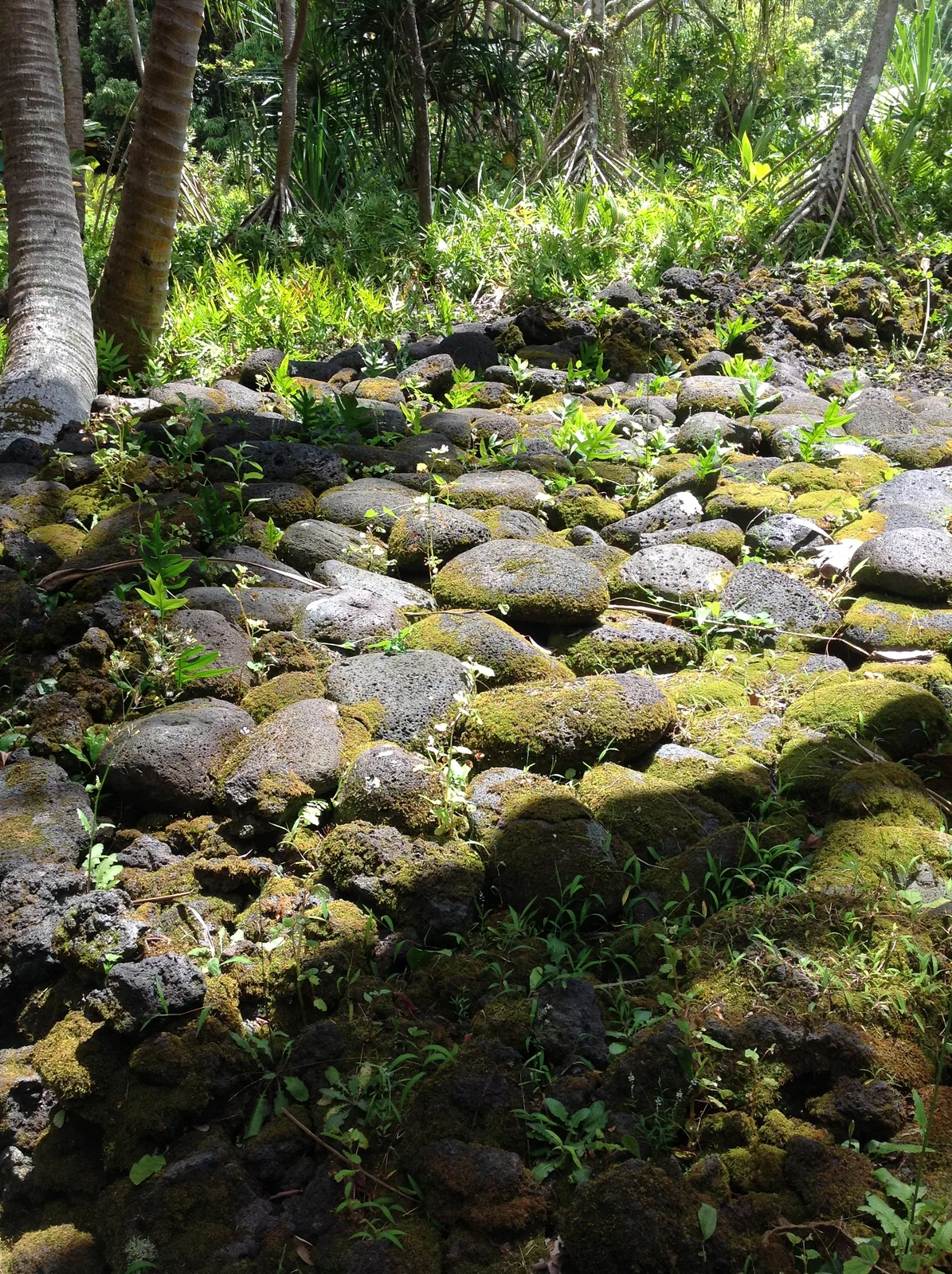 Stream rocks and forest water in Puna